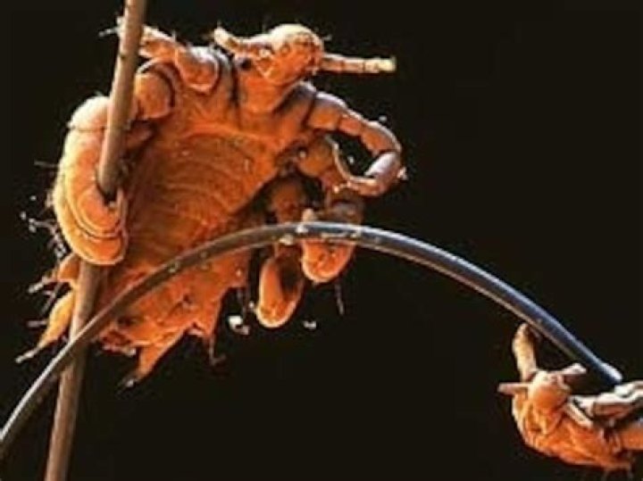 Can you get crabs without pubic hair?