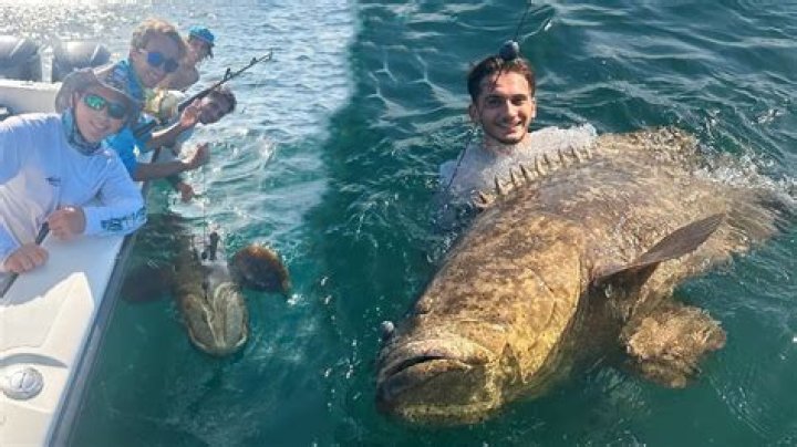 Can you get eaten by a Goliath grouper?