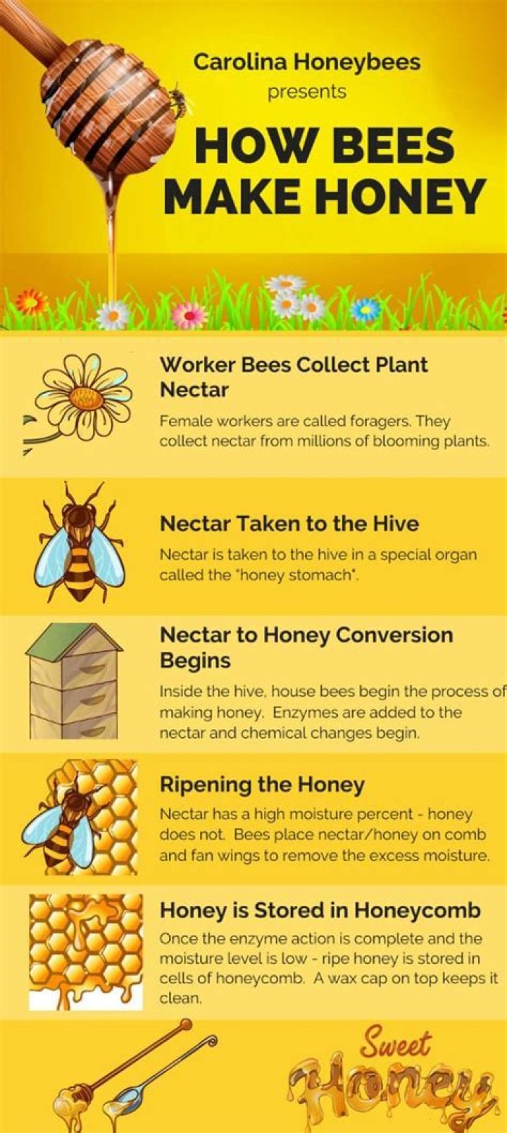 Can you give bees honey water?