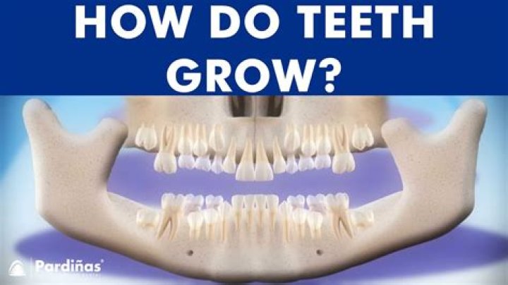 Can you grow an extra tooth?