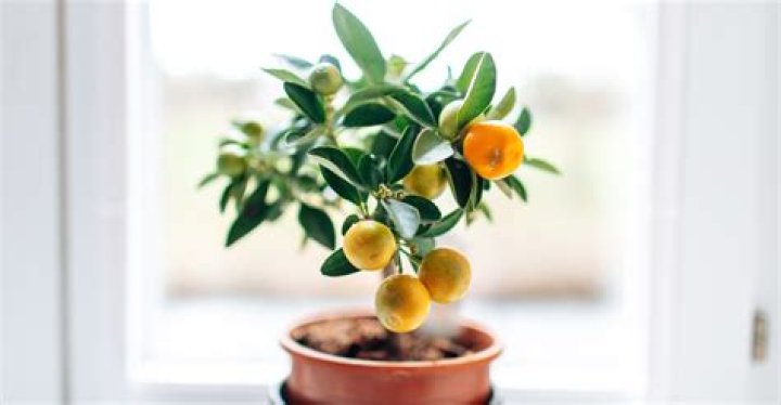 Can you grow any fruit indoors?