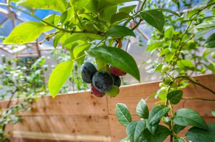 Can you grow blueberries and raspberries together?