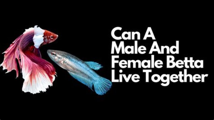 Can you have 2 female betta fish together?