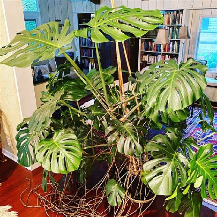 Can you have a monstera and a cat?