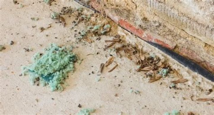 Can you have mice but no droppings?