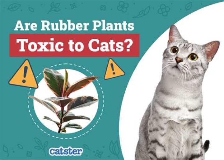 Can you have toxic plants with cats?