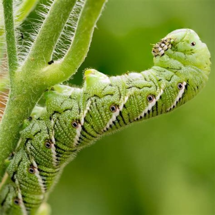 Can you keep a hornworm as a pet?
