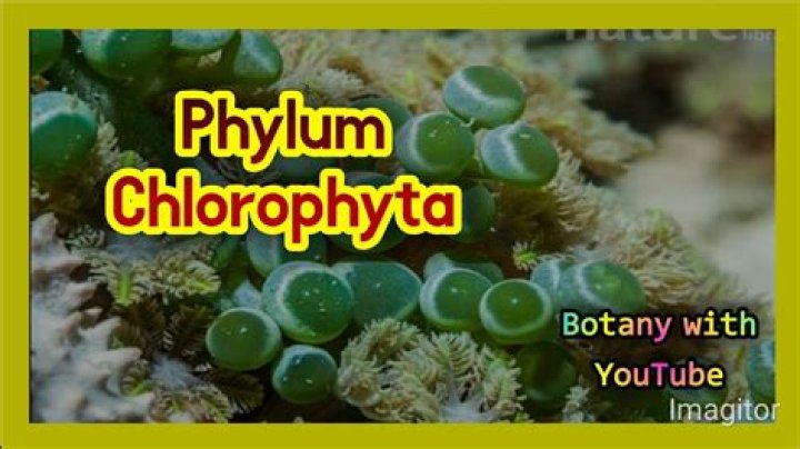 Can you mine Chlorophyte with bombs?
