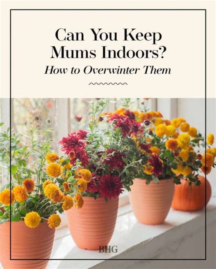 Can you overwater mums?