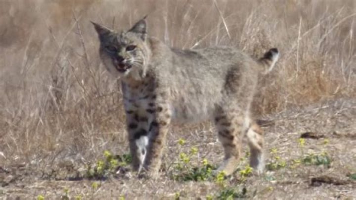 Can you own a bobcat in California?