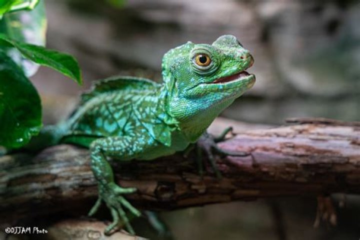 Can you own a green basilisk?