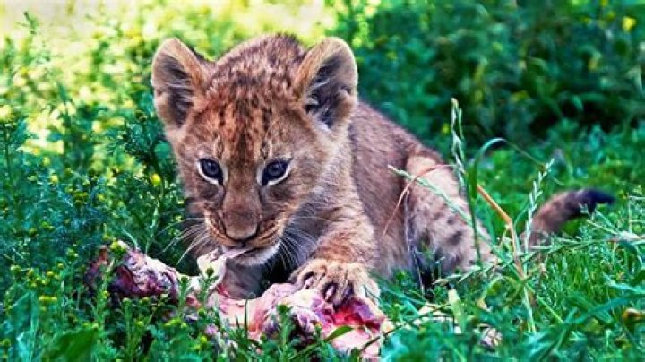 Can you own a lion in Australia?