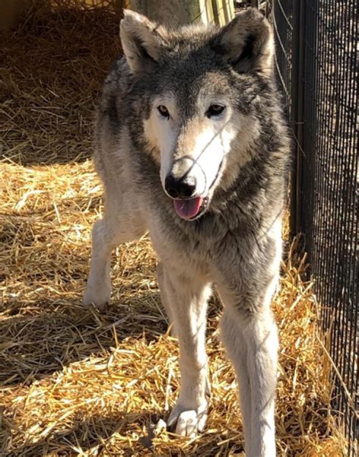 Can you own a wolf dog in California?