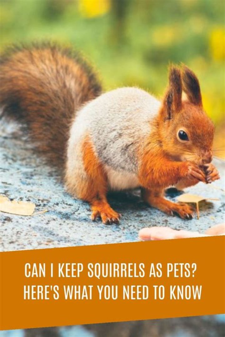 Can you pet a squirrel?