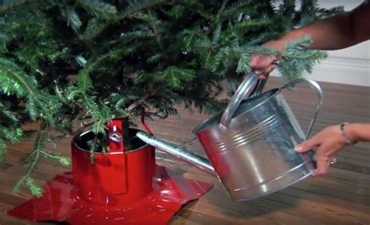 Can you put bleach in Christmas tree water?