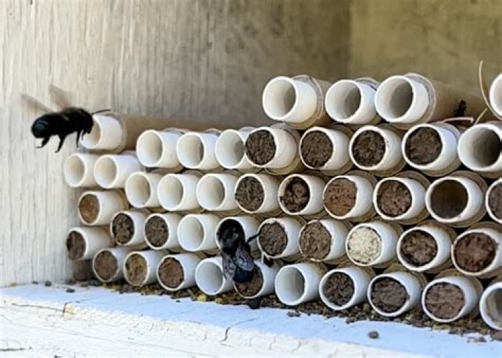 Can you relocate mason bees?