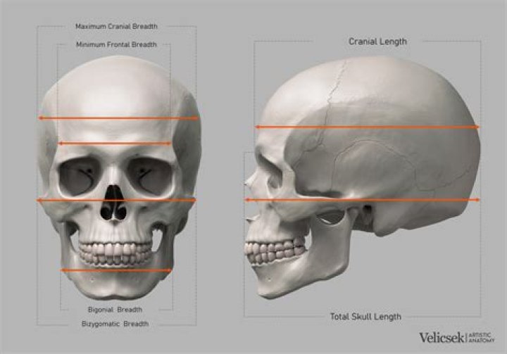 Can you reshape skull as an adult?