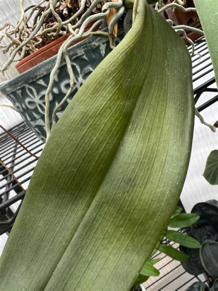 Can you save a plant that lost all its leaves?