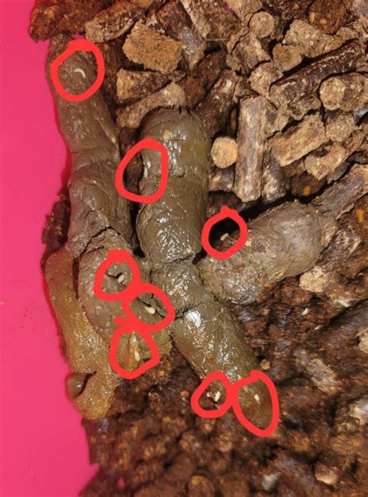 Can you see tapeworms in horse poop?