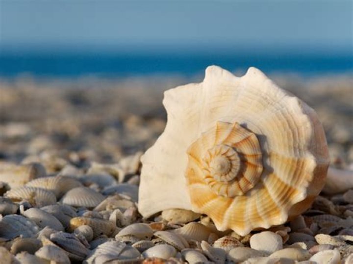Can you take shells from Cuba?