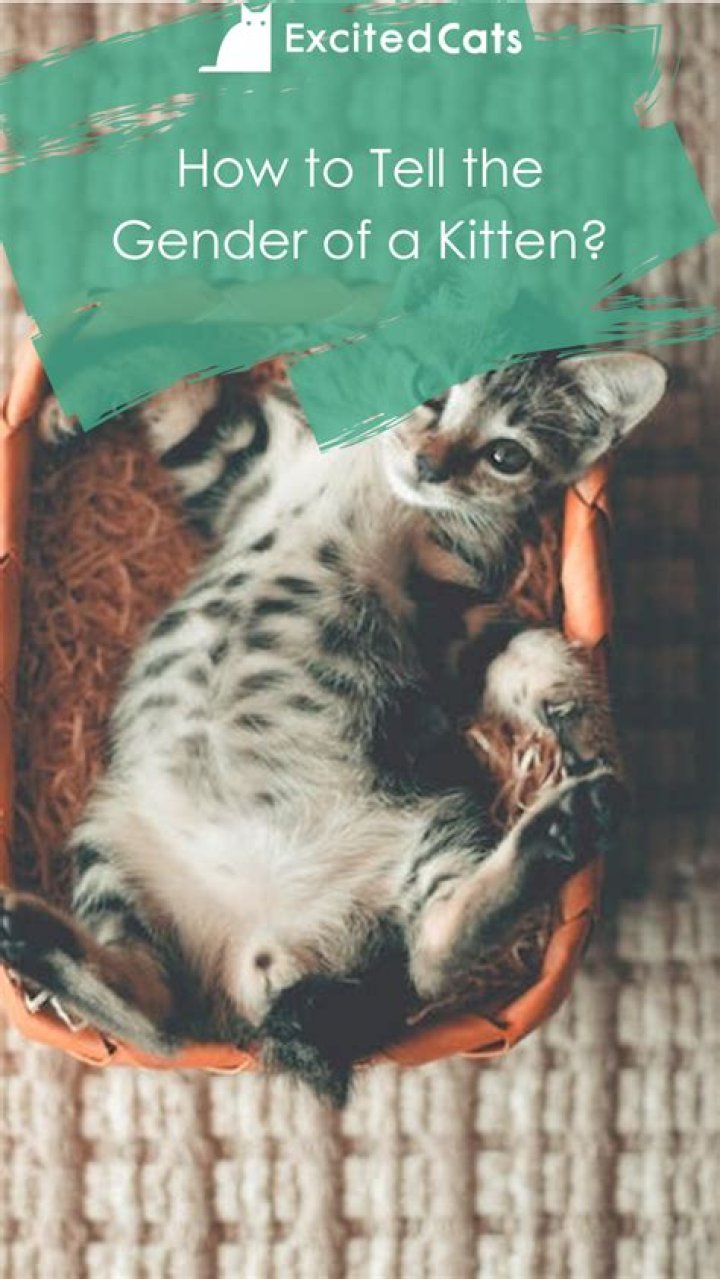 Can you tell a kittens Gender by nipples?