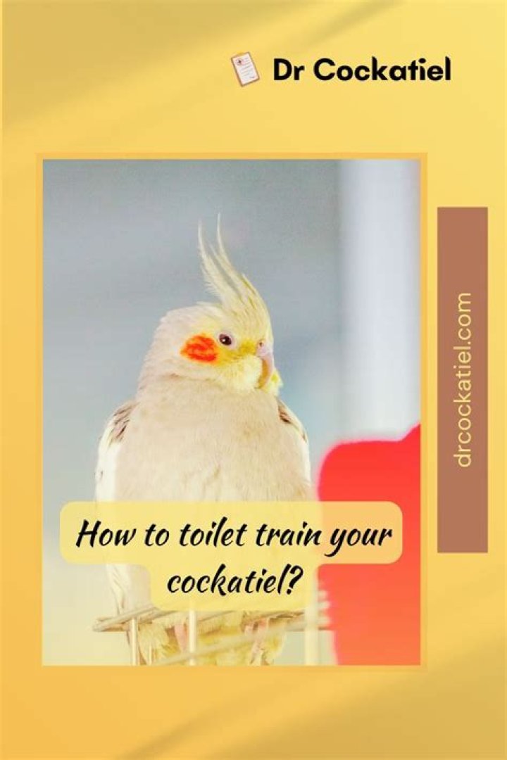 Can you toilet train a bird?