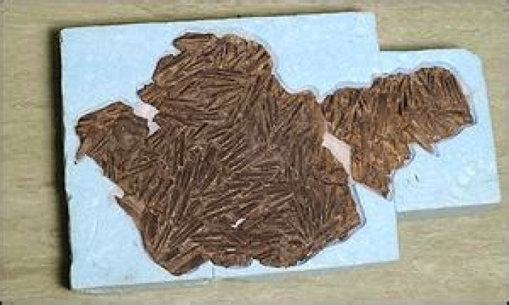 Did dinosaurs vomit?