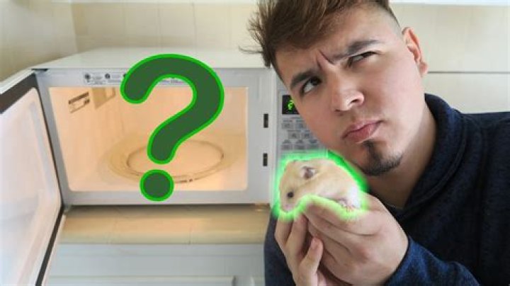 Did hamsters microwave?