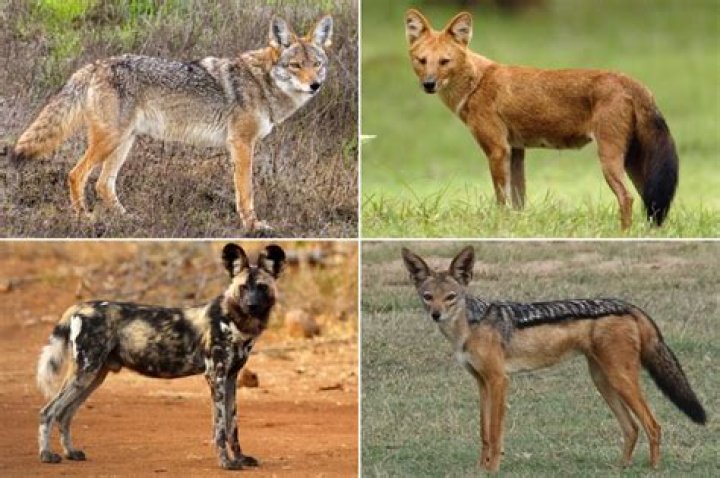Did wild dogs come from wolves?