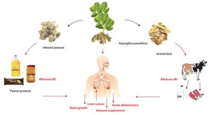 Do all peanuts have aflatoxin?