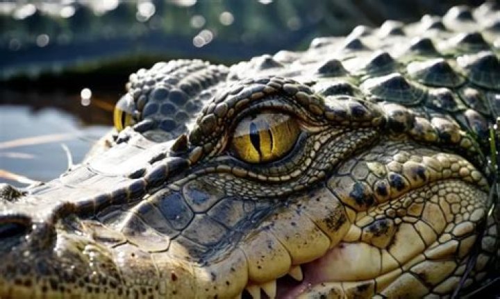 Do alligators feel pain?