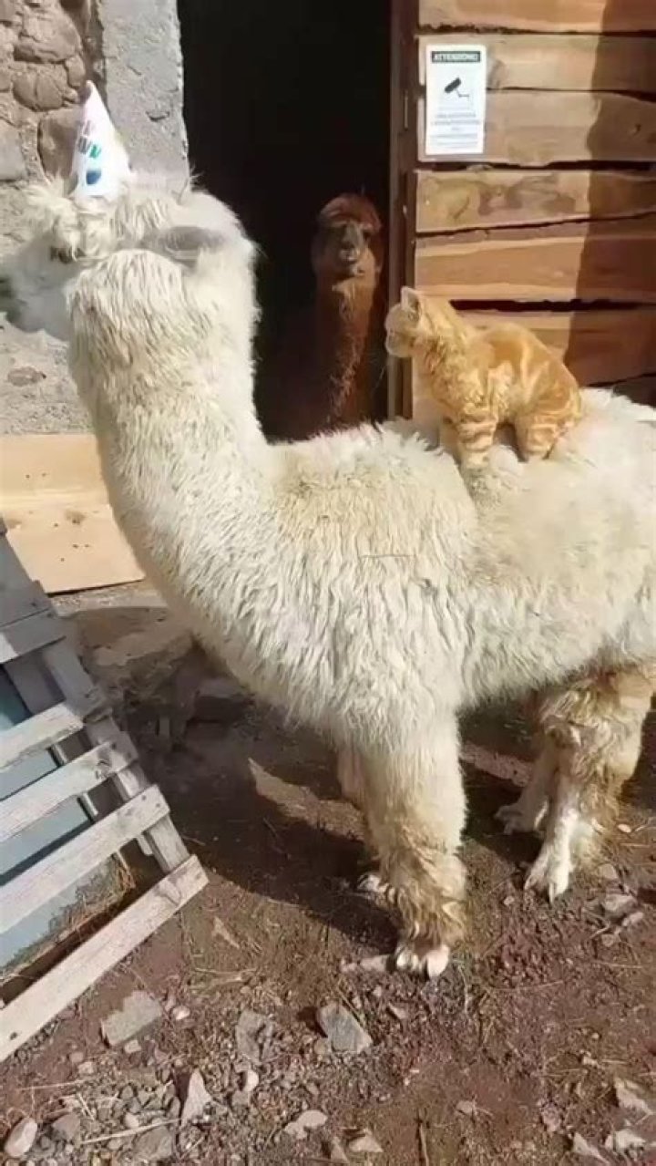 Do alpacas like to be touched?