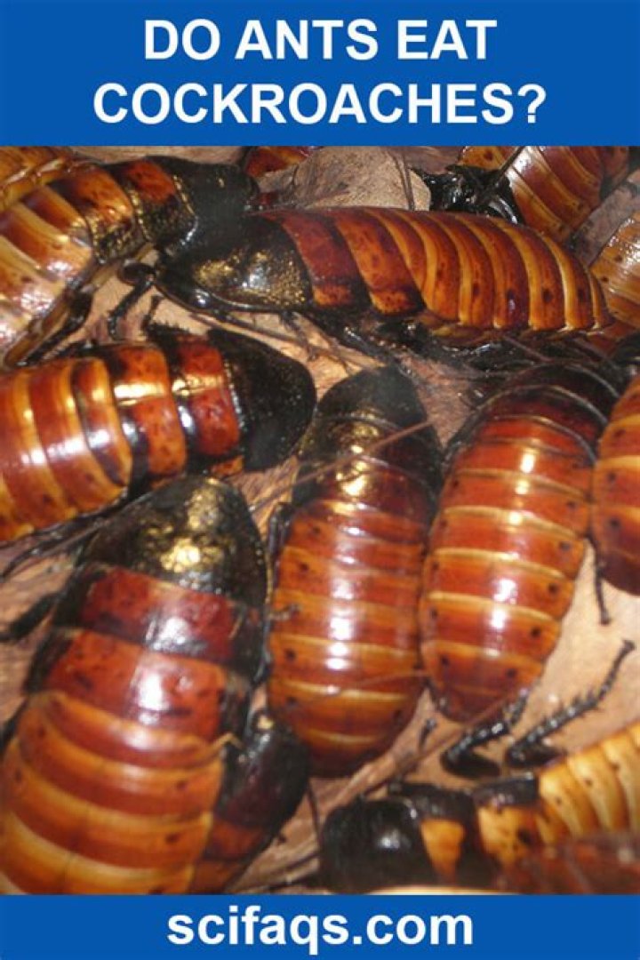 Do ants eat cockroaches?