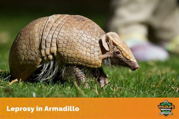 Do armadillos carry leprosy on their feet?