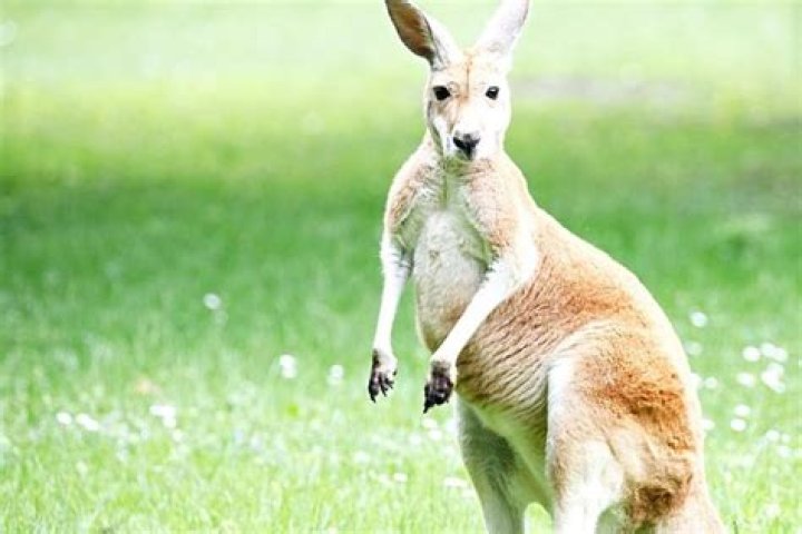 Do Australians eat kangaroo?