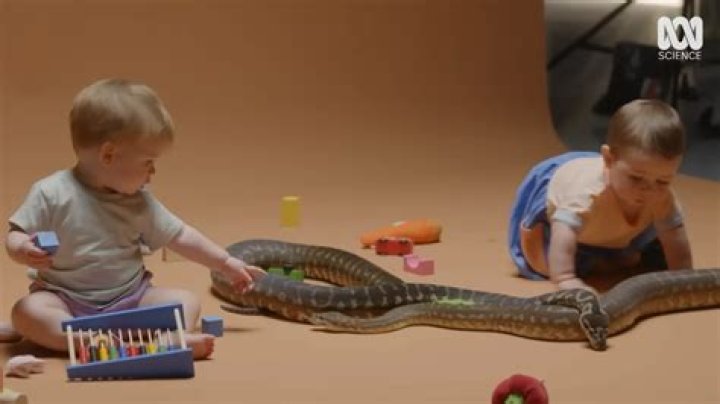 Do babies fear snakes?