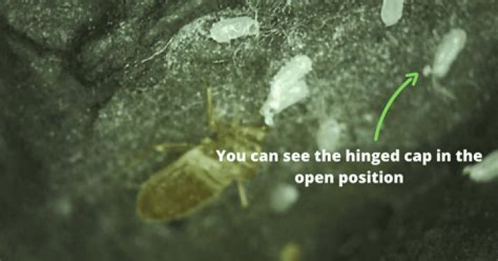 Do bed bug eggs look like seeds?