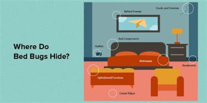 Do bed bugs hide in clutter?