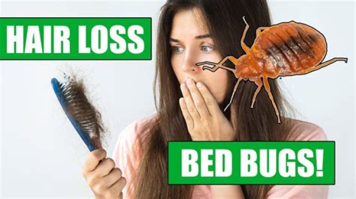 Do bed bugs live in hair?