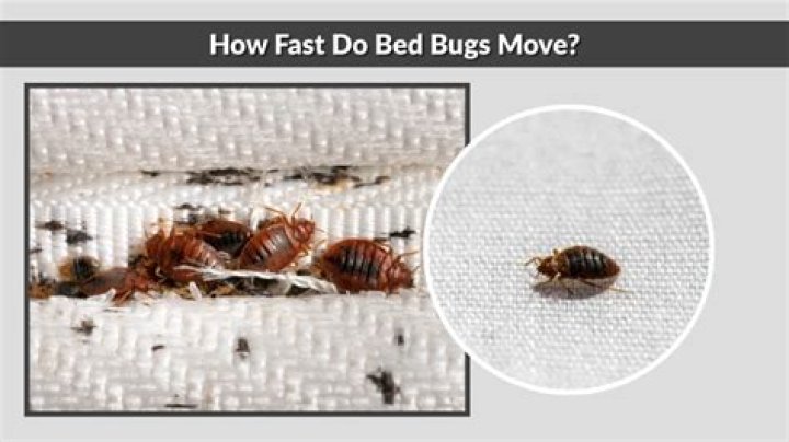 Do bed bugs run fast?