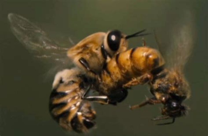 Do bees explode when they mate?