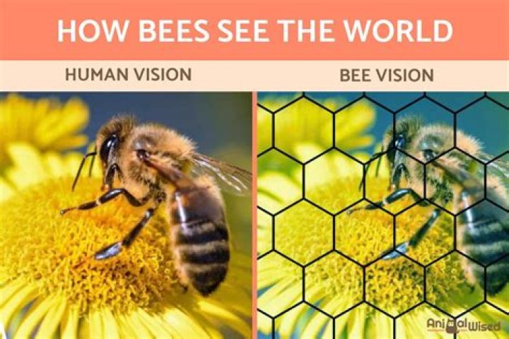 Do bees like darkness?