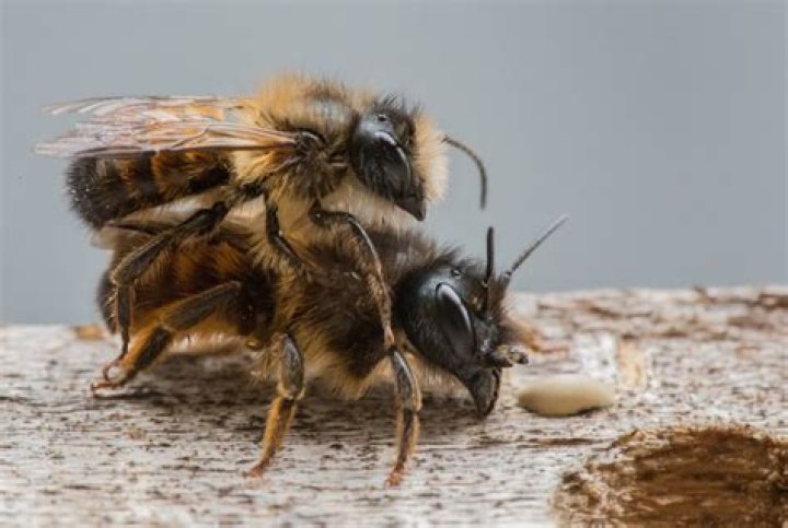 Do bees mate while flying?