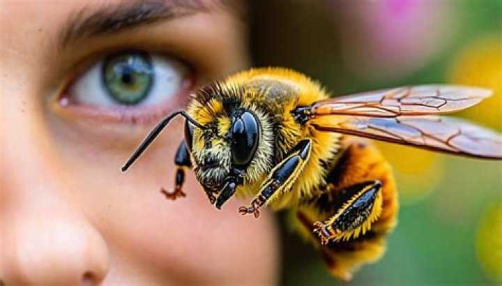 Do bees remember faces?