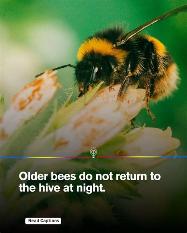 Do bees return to hive at night?
