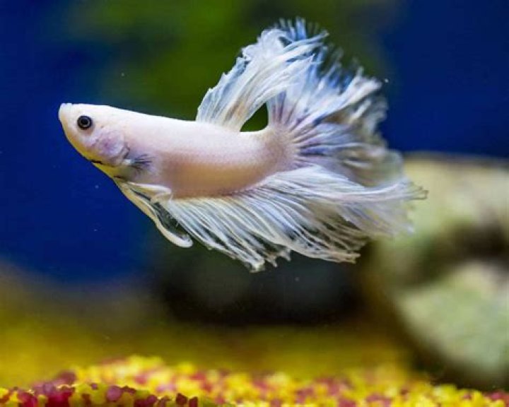 Do betta fish have feelings?