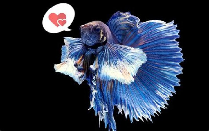 Do betta fish know their owners?