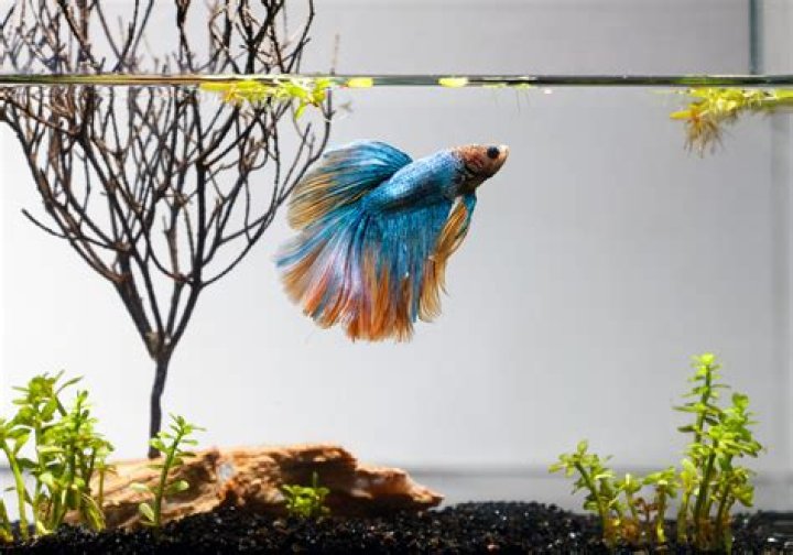 Do bettas get lonely?
