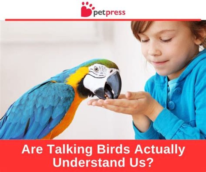 Do birds actually understand English?