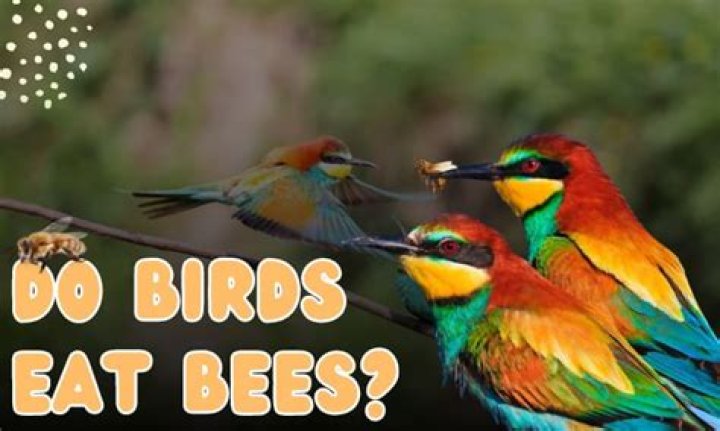 Do birds eat bees?